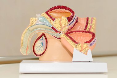 Erkek leğen kemiği, erkek idrar ve üreme sistemlerinde anatomi, kesit kesiti. Organları, idrarı ve leğen kemiği olan plastik insan vücudu modeli..