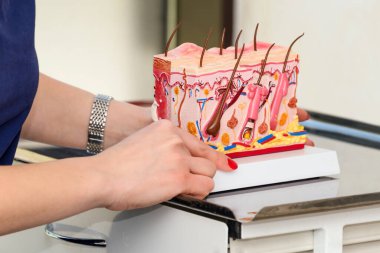 Doktor dermatolog ya da trikoloğun elinde tuttuğu ve insan derisinin çapraz kesitli plastik modelini gösteren. Eğitim için klinikte saçı olan detaylı deri yapısı. Saç hastalıkları teşhisi, saç dökülme problemi.
