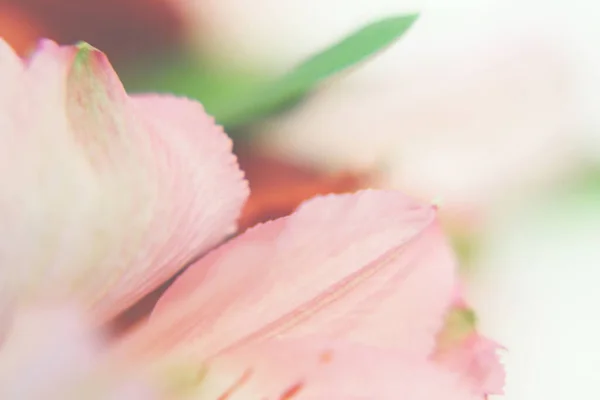 Siyah arka planda kırmızı ve pembe alstroemeria çiçeklerinden oluşan soyut bir makro çiçek buketi. Uzayı kopyala Odaklan. Alstroemeria - Perulu Zambak.