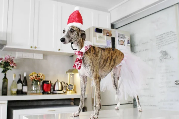 Cute dog dress up in Christmas wear to welcome the New Year on the eve of the festive holidays