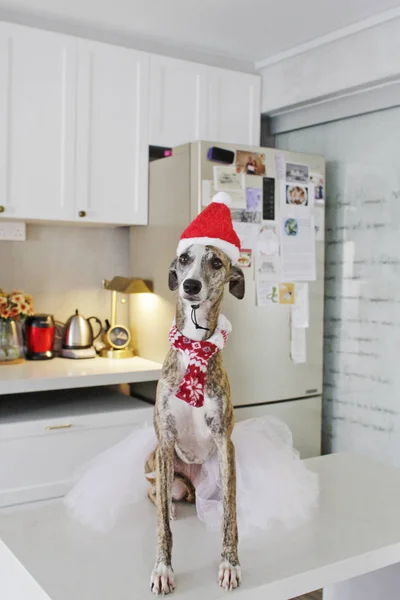 Cute dog dress up in Christmas wear to welcome the New Year on the eve of the festive holidays
