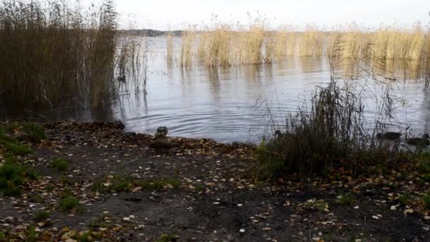 Patos Selvagens Margem Lago Alimentando Pedaços Pão — Vídeo de Stock