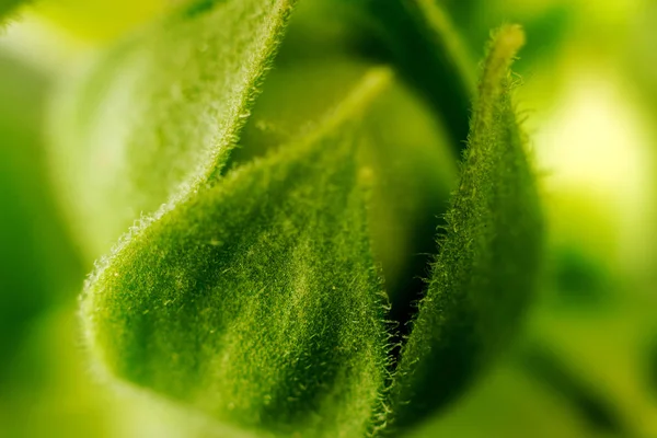 Green Flower Bud Strong Magnification — Stock Photo, Image