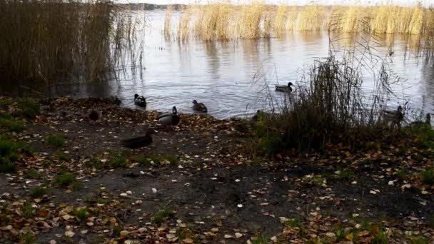 Bando Patos Selvagens Alimentam Costa Lago Natural — Vídeo de Stock