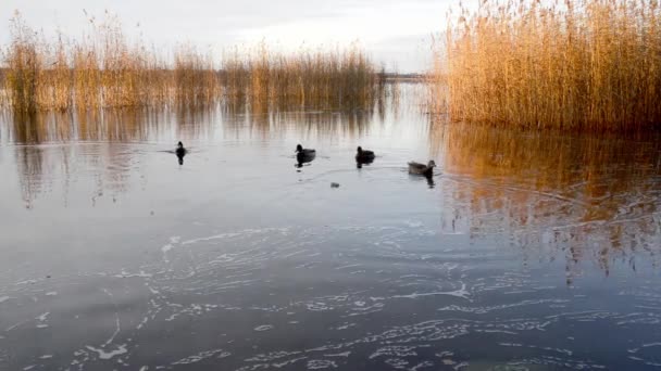 Varios Patos Salvajes Alimentan Lago Del Bosque — Vídeo de stock