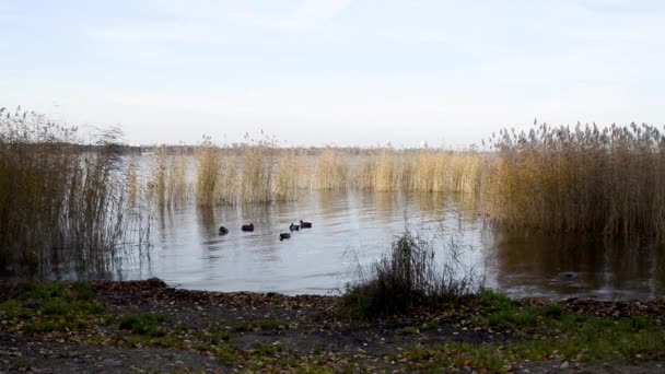 Wild Ducks Feed Forest Lake — Stock Video