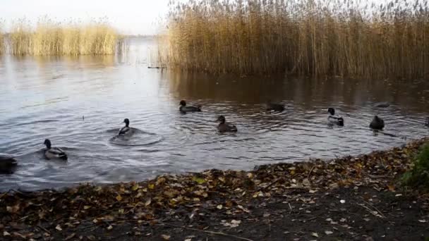 Gente Alimenta Patos Salvajes Lago Otoño — Vídeos de Stock