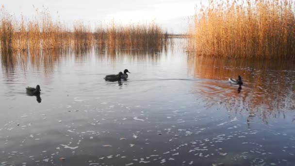 Evening Lake People Feed Wild Ducks — Stock Video