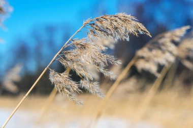 Kış gölünde bulanık bir arka planda sazlar