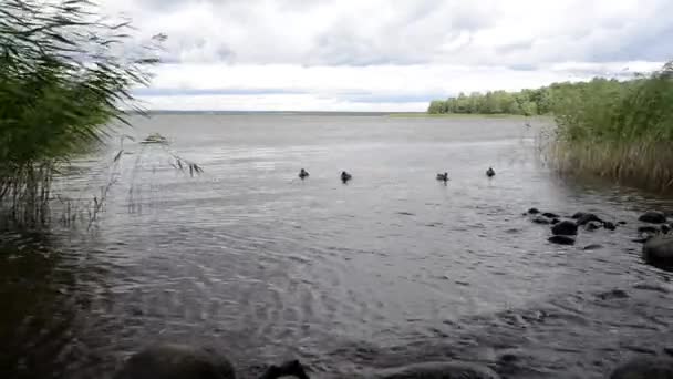 Patos Descansando Sobre Agua Del Lago — Vídeos de Stock