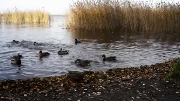Dzikie Kaczki Żerują Jeziorze — Wideo stockowe