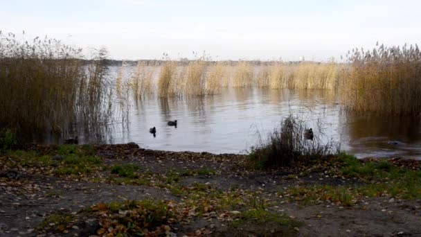 Mehrere Wildenten Füttern Den See — Stockvideo