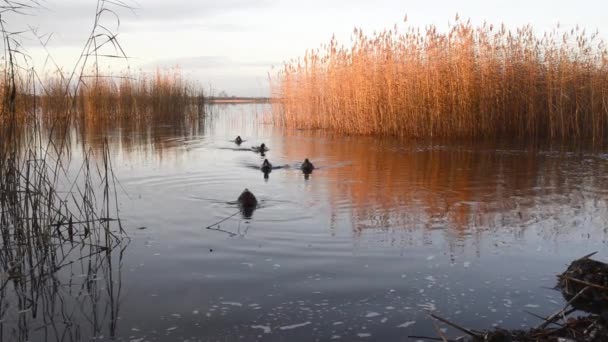 Unos Patos Salvajes Alimentan Lago Entre Las Cañas Altas — Vídeo de stock