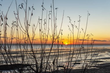 Bush 'un dalları renkli bir günbatımı arka planında