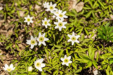 İlkbaharda çimlerde çiçekler