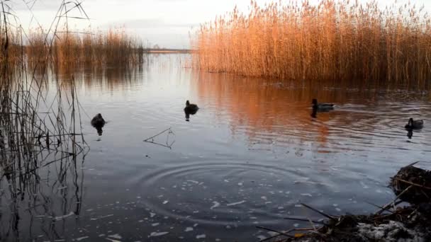 Дикие Утки Питаются Булочкой Воде Озера Вечернем Свете Заката — стоковое видео