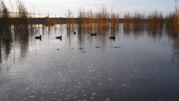 Patos Selvagens Alimentam Pão Água Lago — Vídeo de Stock