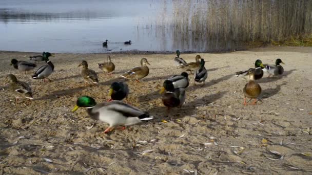 Patos Salvajes Llegaron Orilla Del Lago Para Comer — Vídeos de Stock