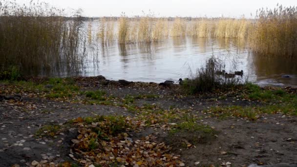 Patos Alimentan Bollo Lago Entre Seto Seco — Vídeo de stock