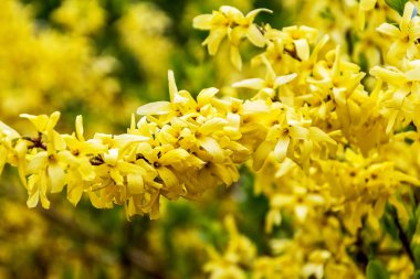 Parlak sarı çiçekli akasya çalıları