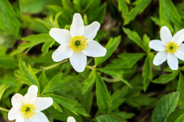Yeşil yapraklar içinde açan bahar çiçekleri.
