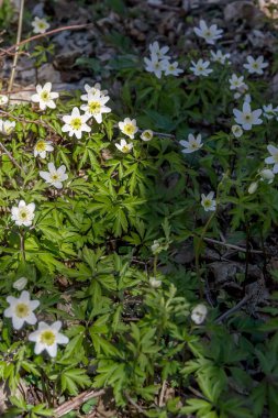 Vahşi bahar çiçekleri olan çimenler