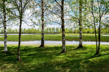 Gölün kıyısında ince bir sıra huş ağacı