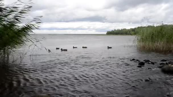 Doğal Ortamlarında Göl Suyundaki Ördekler — Stok video