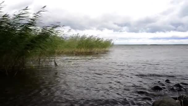 Kaczki Pływają Wodzie Pobliżu Brzegu — Wideo stockowe