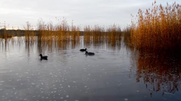 Patos Salvajes Lago Del Bosque — Vídeo de stock