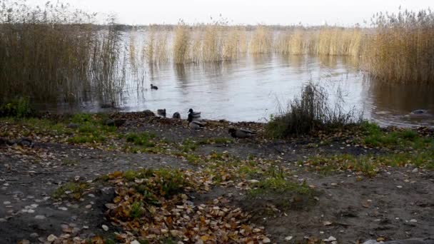 Wilde Eenden Komen Aan Land Zoek Naar Voedsel — Stockvideo