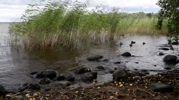 Patos Salvajes Lago Natural — Vídeos de Stock