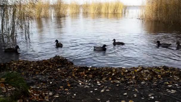 canards sauvages viennent à la rive du lac pour la nourriture 