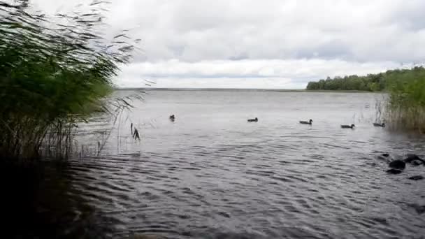 Patos Alimentam Água Lago Natural — Vídeo de Stock