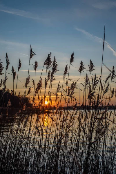 Das Hohe Trockene Schilf Vor Dem Hintergrund Des Wunderschönen Sonnenuntergangs — Stockfoto