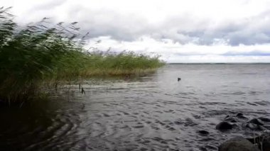 Vahşi kuşlarla ilgili ilginç bir çizim.