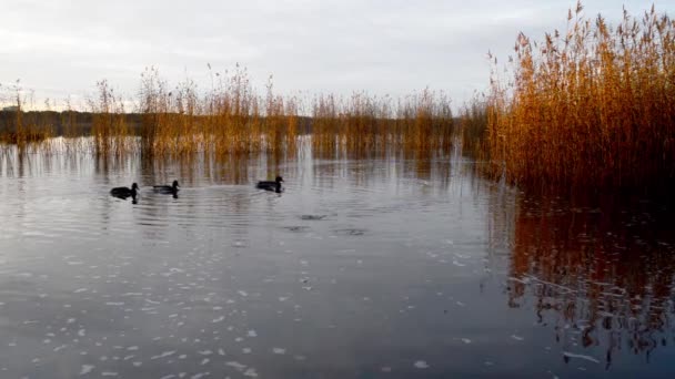 Lago Outono Com Patos Selvagens — Vídeo de Stock