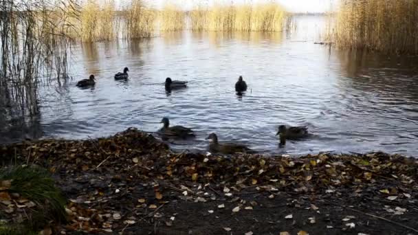 canards sauvages sur le lac d'automne 