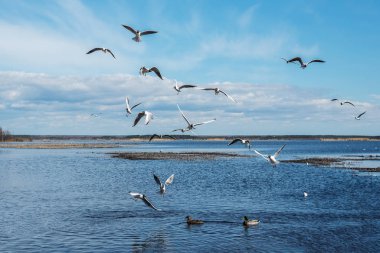 Vahşi kuşlar doğal bir gölün suları üzerinde daireler çiziyor.