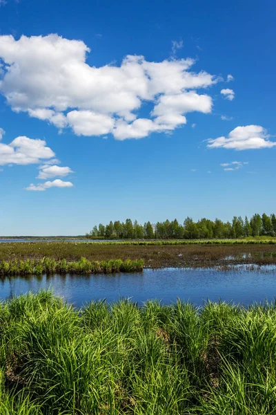 Paisaje natural de verano con lago y mucha vegetación Imágenes de stock libres de derechos