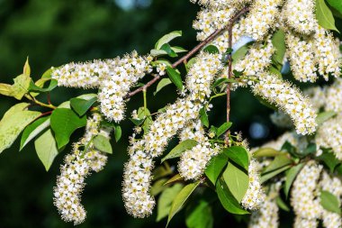 Çalıların dalları beyaz çiçeklerle kaplıdır.