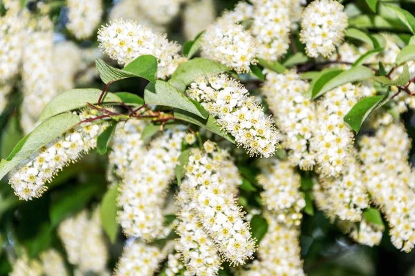 Many small open inflorescences on the branches of the shrub — Stock Photo, Image