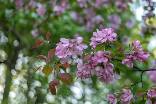 Blommande rosa blommor på ett träd bland lövverk — Stockfoto