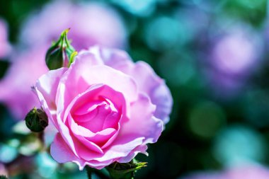 İki tomurcuklu çay gülü çiçeği. Yumuşak bir bulanıklık.