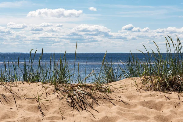 Natural summer landscape on the Baltic sea coast 스톡 사진