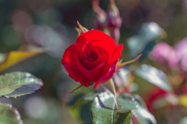 Bulanık bir arkaplanda çalıların dallarında kırmızı bir gül.