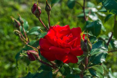 Tomurcuklar arasında yumuşak bulanık bir arkaplanda büyük kırmızı bir gül.