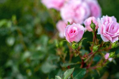 a small rose on a branch against the background of flowers and l