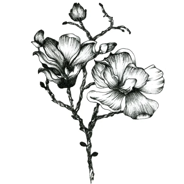Grafische Umrisse illustrieren Blumen. Für die Gestaltung. — Stockfoto