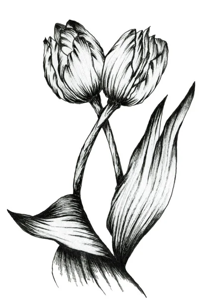 Τουλίπες. Γραφική απεικόνιση περίγραμμα των λουλουδιών. Για σχεδιασμό. — Φωτογραφία Αρχείου
